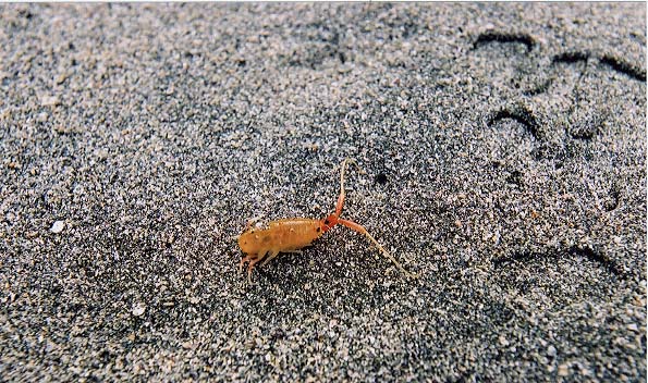 These little sand hoppers are harmless.