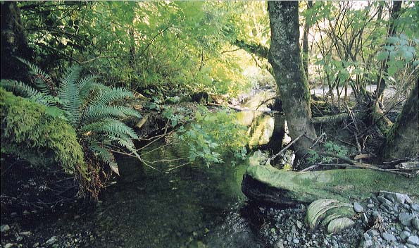 We joined this fresh water stream as we approached Third Beach.