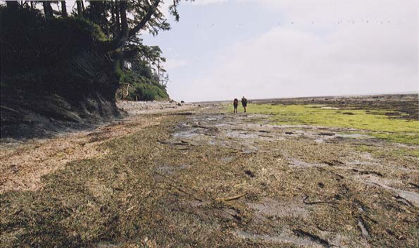 Algae on the rocks exposed by low tide.