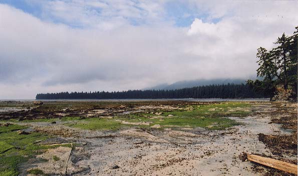 Low tide in the bay.