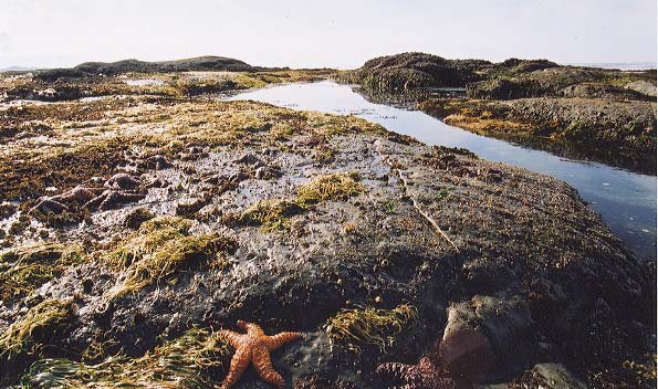 The reef at Beano Creek