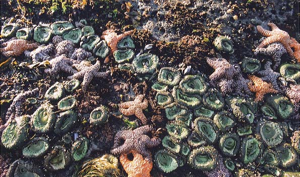 The sea anemones curl up when they are out of the water - the higher they are, the more they hide away