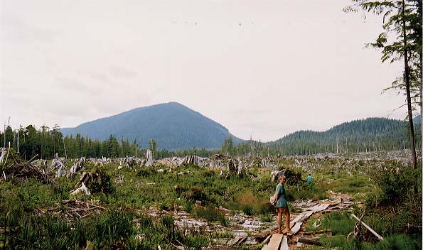 A clearcut operation behind the cabin