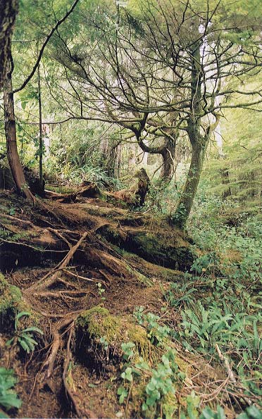 The route through the forest.